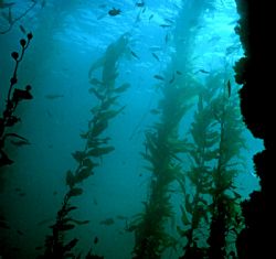 'KELP GARDEN' As most of us know, diving in frigid water ... by Rick Tegeler 